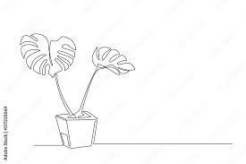 House Plant Monstera In Pot In Line Art