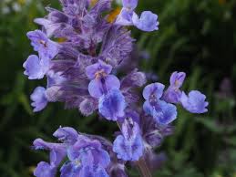 Nepeta L. | Plants of the World Online | Kew Science