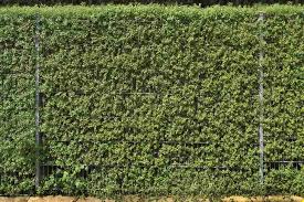 How To Grow Evergreen Hedge Plants