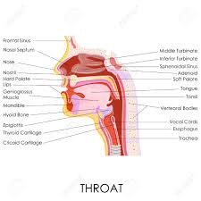 Vector Illustration Of Diagram Of Human Throat Anatomy