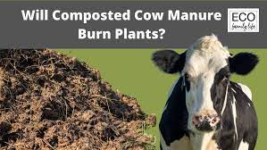 Can Composted Cow Manure Burn Plants