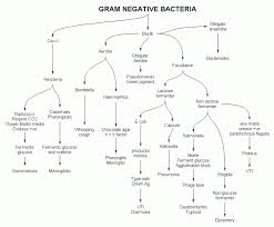 Unknown Bacteria Flow Chart Gram Positive