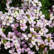 Arabis Rock Cress Seeds - Arabis Alpina Ground Cover Seed