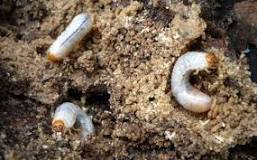 How do you know if you have a grub worm?