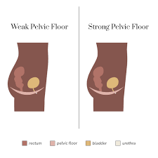 learn more about your pelvic floor in may
