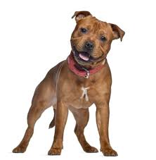 It is said that this breed is extremely aggressive. Staffordshire Bull Terrier Cross Pitbull Puppy