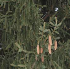 nature s ways norway spruce a