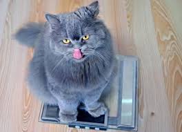 Keeping off excess weight should lead to a healthier, happier cat. What S The Average Healthy Cat Weight Petmd