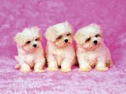free cute puppies wallpapers