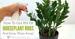 how to get rid of bugs on indoor plants