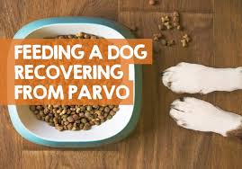 for parvo virus recovered dogs