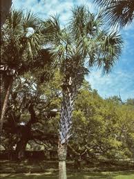 Sabal palmetto (Cabbage palmetto) | Native Plants of North America