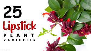 25 lipstick plant varieties and care