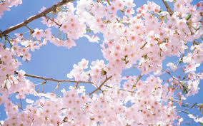 cherry blossom anime aesthetic