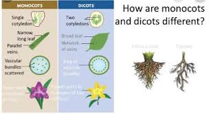 difference between monocot and dicot