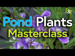 Pond Plant Masterclass Aquatic Plants