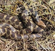 it s not a rattlesnake dnr news releases