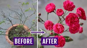 strong best fertilizer for rose plant