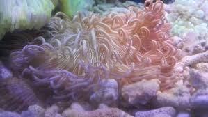 anemones jireh marine aquariums