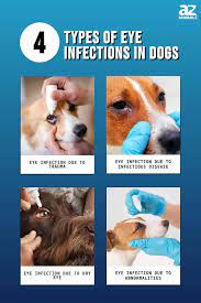4 types of eye infection in dogs with