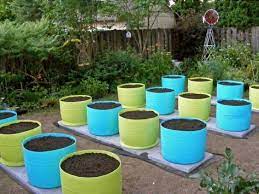 The 55 Gallon Drum Garden We Have The