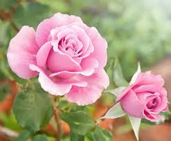 Rose Garden Images