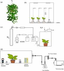 plants formaldehyde metabolism