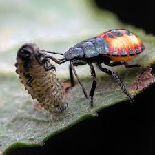 beneficial insects for garden