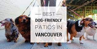 best dog friendly patios in vancouver
