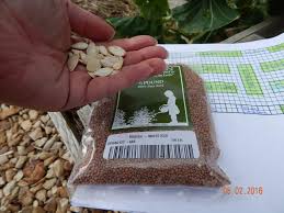 how long do seeds last in storage