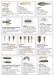 1 Snippet From A Bug Identification Chart From Virginia