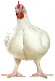 How To Guide On Keeping Broiler Chicken In Uganda