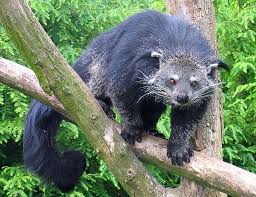 They are nocturnal and spend most of their time in the trees (arboreal). Malay Civet Life Expectancy