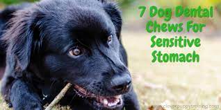 7 dog dental chews for sensitive stomach