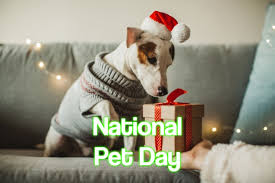 Take it as valentine's day for your dog, cat or bird. National Pet Day 2021 When Where And Why It Is Celebrated