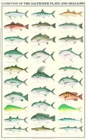 Gamefish Of The Saltwater Flats And Shallows Poster And Identification Chart