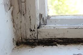 Black Mould On Windows What Causes It