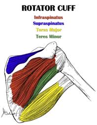 The human shoulder is made up of three bones: Shoulder Anatomy All About The Shoulder Muscles
