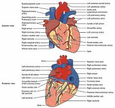anatomy of the human heart physiopedia