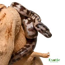 baby jaguar carpet python het axanthic