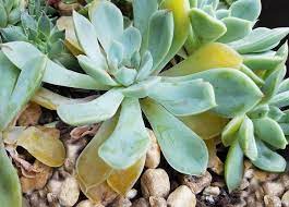 how to save overwatered succulents so