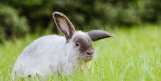Can Pet Rabbits Live Outside How To