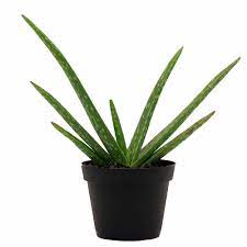 Aloe vera is easy to grow at home and can provide a point of interest to. Aloe Vera Plant Plant Studio