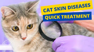 cat skin diseases and treatment