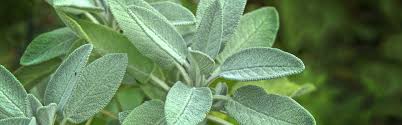 aromatic herb corner