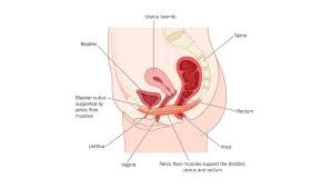 your guide to the pelvic floor