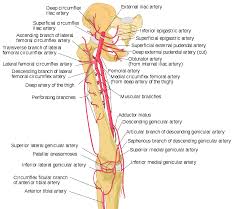 Female internal iliac artery branches. Pudendal Arteries Wikipedia