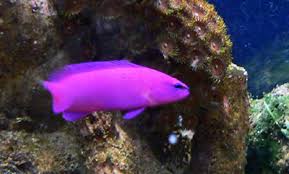 Orchid Dottyback Hardy Peaceful And Just Right For Reef Tanks
