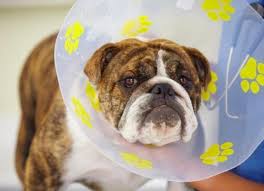 How to care for dogs/cats after spaying or neutering thankfully, the risks and complications after spaying and neutering your pet are minimal. Create Your Home Kit For Neuter And Spay Recovery For Dogs Petmd