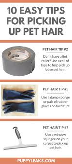 10 simple tips for cleaning up dog hair